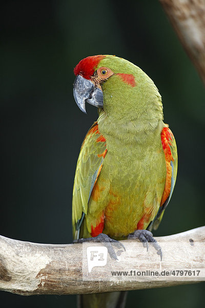 Rotohrara (Ara rubrogenys)  Altvogel im Baum  Südamerika