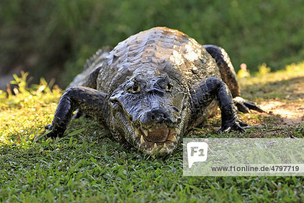 Brillenkaiman (Caiman yacare)  Portrait  Alttier mit geöffnetem Maul  Pantanal  Brasilien  Südamerika
