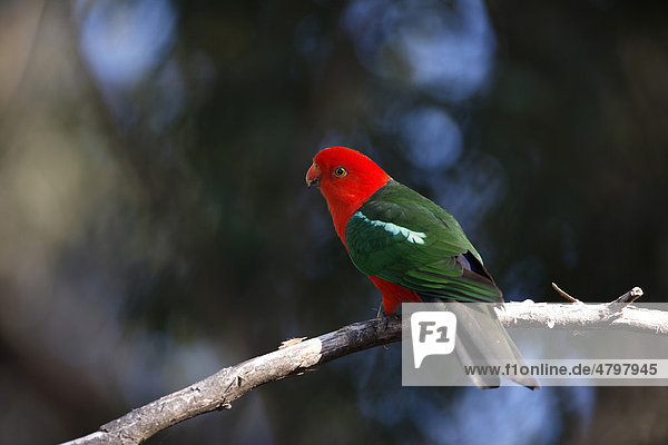 Königssittich (Alisterus scapularis)  männlicher Altvogel im Baum  Broulee  New South Wales  Australien