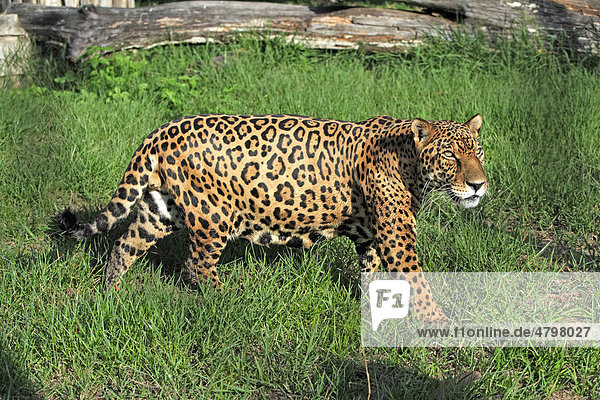 Jaguar (Panthera onca)  adult  männlich  Pantanal  Brasilien  Südamerika