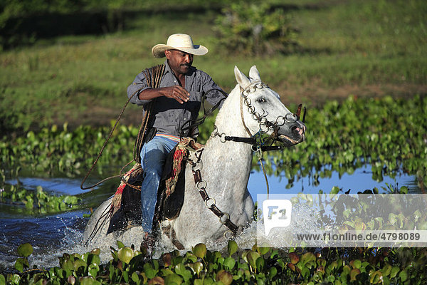 Pantanal Cowboy reitet Pantaneiro-Pferd durch Wasser  Pantanal  Brasilien  Südamerika