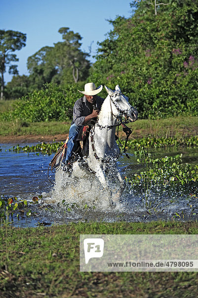 Pantanal Cowboy reitet Pantaneiro-Pferd durch Wasser  Pantanal  Brasilien  Südamerika