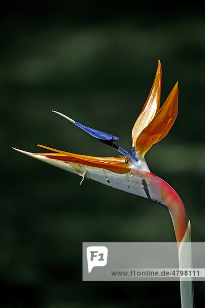Paradiesvogelblume  auch Königs-Strelitzie oder Königin-Strelitzie (Strelitzia reginae)  Blüte  Brasilien  Südamerika