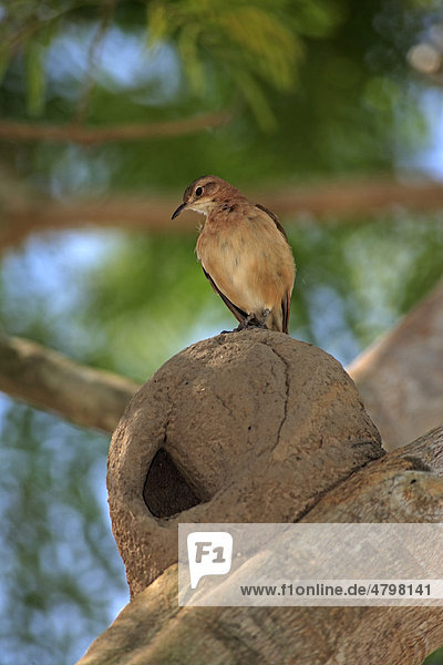 Rosttöpfer (Furnarius rufus)  Altvogel am Nest im Baum  Pantanal  Brasilien  Südamerika