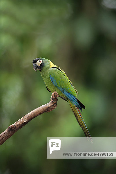Rotrückenara (Primolius maracana)  Altvogel im Baum  Pantanal  Brasilien  Südamerika