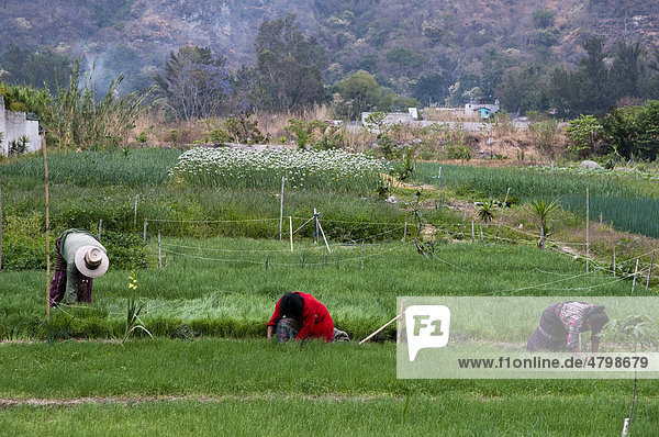 Arbeiter auf dem Feld  San Lucas Toliman  Lago de Atitlan  Guatemala  Zentralamerika