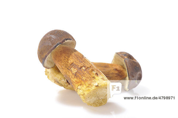 Steinpilze (Boletus edulis)