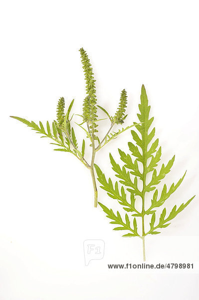 Beifußblättriges Traubenkraut (Ambrosia artemisiifolia)  stark allergieauslösende Pflanze