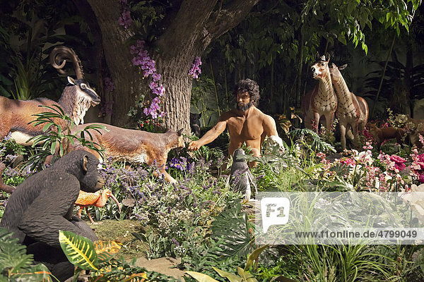 Exhibit the Biblical Garden of Eden  at the Creation Museum  which presents the fundamentalist Christian view  based on the book of Genesis  that God created the earth 6  000 years ago  denying evolution  Petersburg  Kentucky  USA