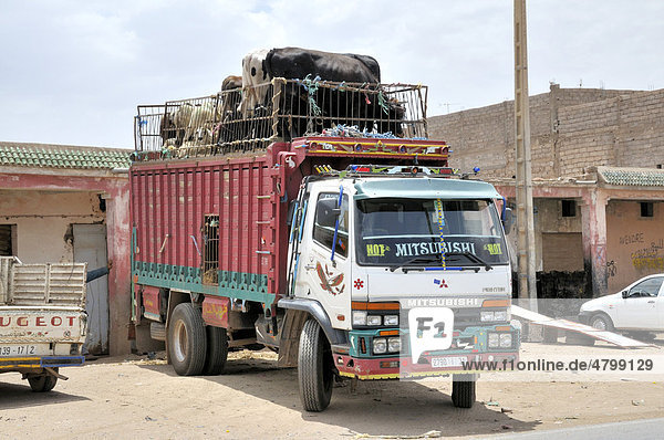 Viehtransporter mit Kühen und Schafen auf dem Dach  Marokko  Afrika