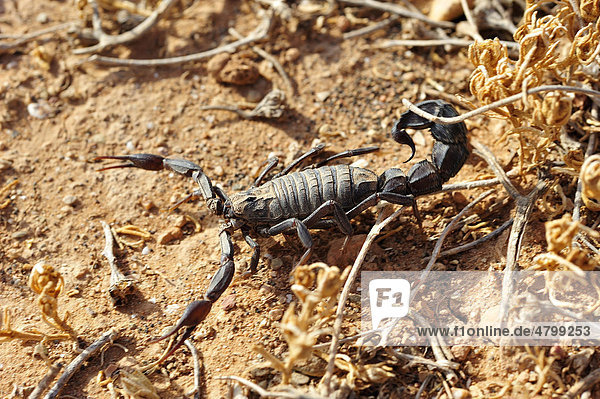 Sehr giftiger Dickschwanzskorpion (Androctonus)  Südmarokko  Marokko  Afrika