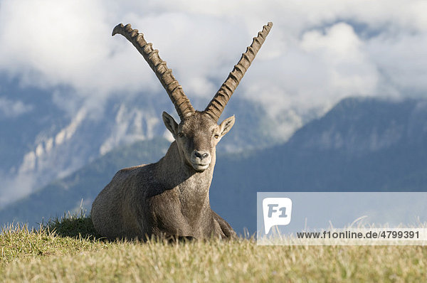 Steinbock (Capra ibex)  Steiermark  Österreich  Europa