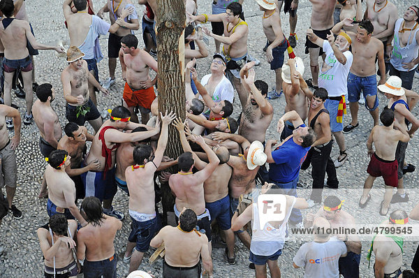 Many men holding a tree trunk  climbing  Fiesta de Sant Juan  Joan  festival  traditional event  tradition  custom  Altea  Costa Blanca  Alicante  Spain  Europe