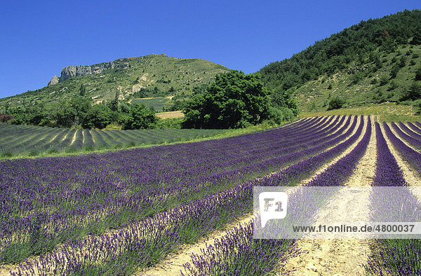 Lavendelfeld in Drome  Frankreich  Europa