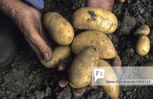 Schmutzige Hände eines Gärtners halten Kartoffeln