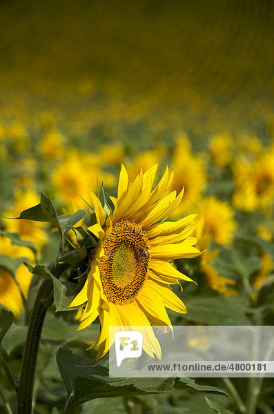 Feld mit Sonnenblumen (Helianthus annuus) in der Region Auvergne  Frankreich  Europa