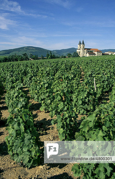 Weingut  RÈgniÈ-Durette  Beaujolais Weingebiet  DÈpartement RhÙne  Region RhÙne-Alpes  Frankreich  Europa