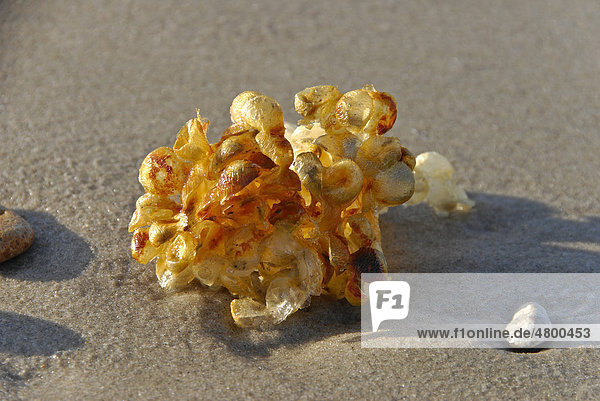 Egg capsules of a Common whelk (Buccinum undatum)  North Sea coast  Denmark  Europe