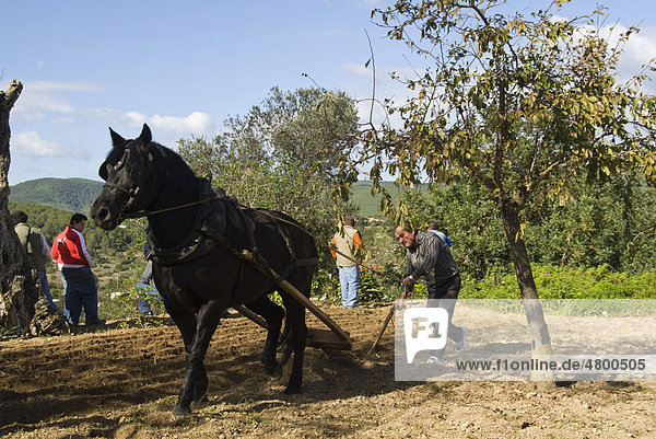 Farmer ploughing the ground the traditional way  Ibiza  Spain  Europe