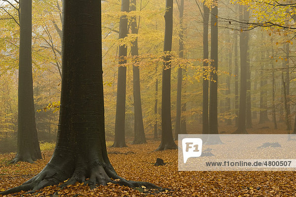 Foggy beech forest  Wuppertal  North Rhine-Westphalia  Gemany  Europe