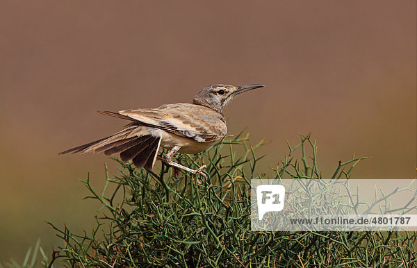 Wüstenläuferlerche (Alaemon alaudipes alaudipes)  mit gefächertem Schwanz an einem windigen Tag  Marokko  Afrika