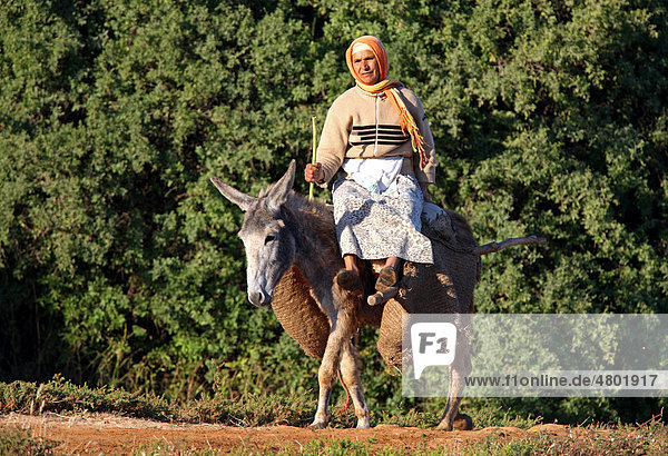 Esel  Alttier  mit Reiterin und Traglast  Marokko  Afrika