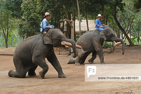 Asiatischer oder Indischer Elefant (Elephas maximus)  Alttiere bei der Arbeit mit Mahouts  beim Bewegen von Baumstämmen  Elefanten Schutzprojekt  Thailand  Asien