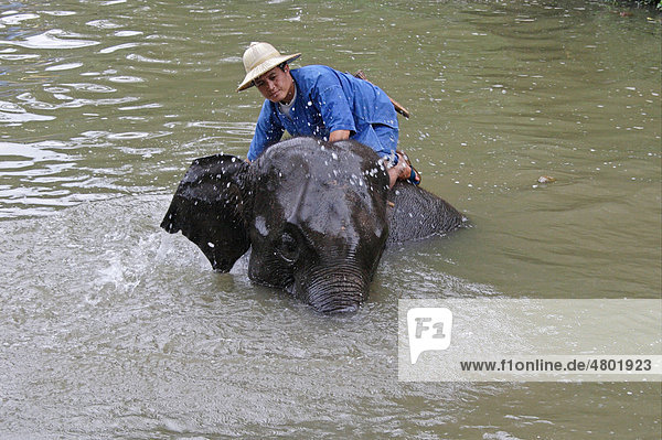 Asiatischer oder Indischer Elefant (Elephas maximus)  Alttier beim Bad mit Mahout  Elefanten Schutzprojekt  Thailand  Asien