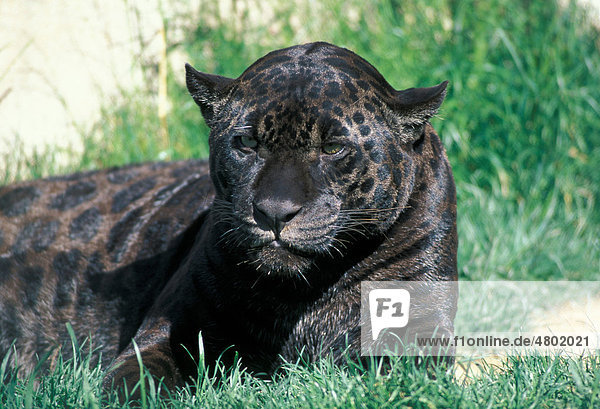 Jaguar (Panthera onca)  Alttier ruht im Gras