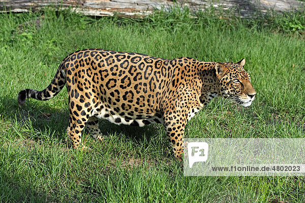 Jaguar (Panthera onca)  adult male  standing  Pantanal  Mato Grosso  Brazil  South America  America