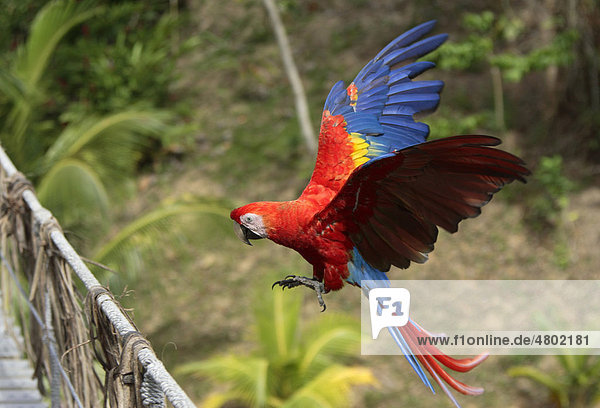 Hellroter Ara (Ara macao)  fliegendes Alttier  Roatan  Honduras  Zentralamerika  Amerika