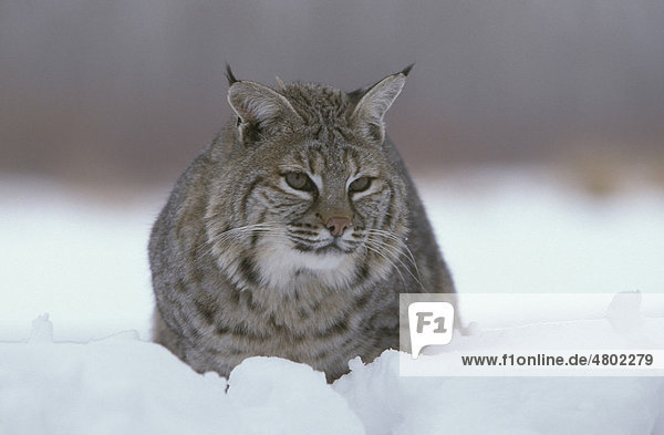 Rotluchs (Lynx rufus)  ruht im Schnee  Montana  USA  Amerika