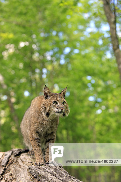 Rotluchs (Lynx rufus)  Alttier sitzt auf Baumstamm im Wald  Minnesota  USA  Amerika