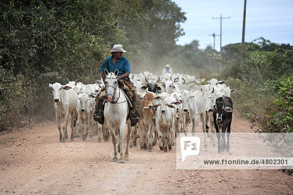 Domestic cattle  Indo-Brazilian zebu herd  being driven along road  cowboys on Pantaneiro horses  Pantanal  Mato Grosso do sul  Brazil  South America  America