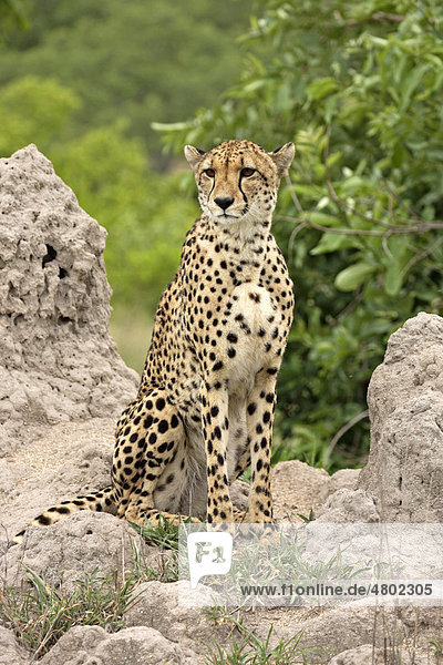 Gepard (Acinonyx jubatus)  Alttier auf Termitenhügel  Sabie Sand Game Reserve Wildschutzgebiet  Südafrika  Afrika