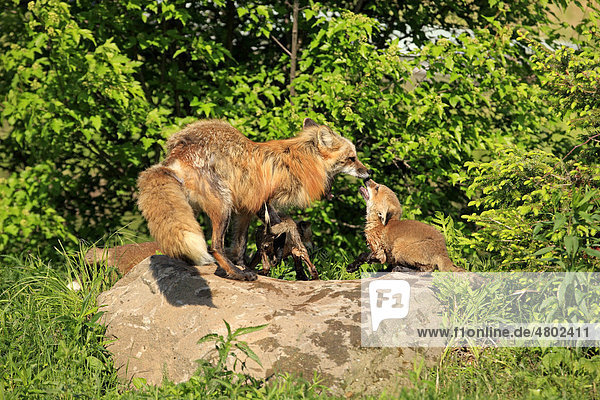 American Red Fox (Vulpes vulpes fulva)  adult  with cubs begging for food  Minnesota  USA  America