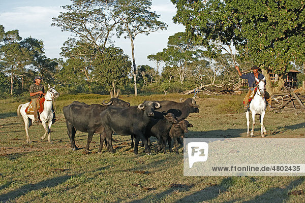 Pantanal-Cowboy reitet ein Pantaneiro-Pferd  treibt Wasserbüffel (Bubalus arnee)  Pantanal  Mato Grosso do sul  Brasilien  Südamerika  Amerika