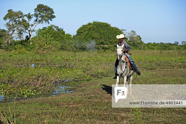 Pantanal-Cowboy reitet ein Pantaneiro-Pferd im Feuchtgebiet  Pantanal  Mato Grosso do sul  Brasilien  Südamerika  Amerika