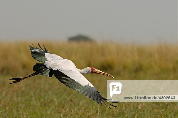 Nimmersatt (Mycteria ibis)  Altvogel im Flug  Chobe-Fluss  Botsuana  Afrika