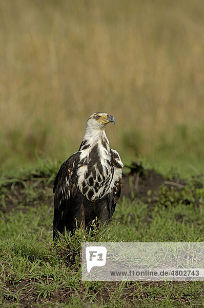 Schreiseeadler (Haliaeetus vocifer)  Jungvogel  im Stand am Boden  Masai Mara  Kenia  Afrika