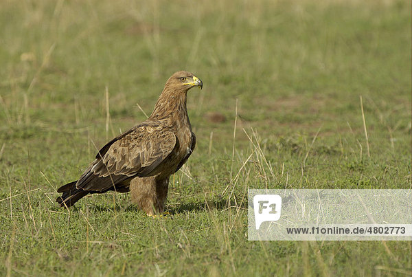 Raubadler oder Savannenadler (Aquila rapax)  Altvogel  stehend auf dem Boden  Masai Mara  Kenia  Africa