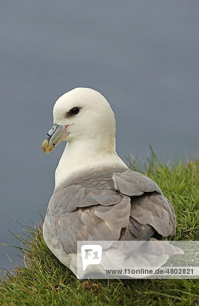 Eissturmvogel (Fulmarus glacialis)  Altvogel beim Ausruhen  Shetland-Inseln  Schottland  Großbritannien  Europa