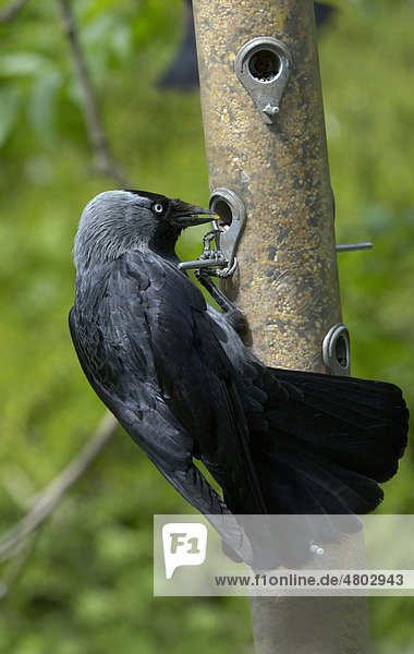 Dohle (Corvus monedula)  Altvogel am Futterspender  beim Fressen von Saatgut  Großbritannien  Europa