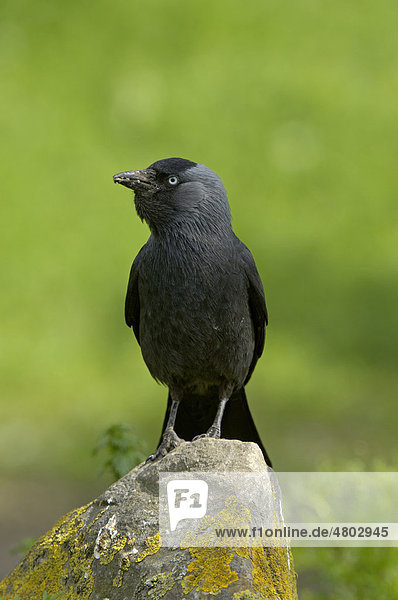 Dohle (Corvus monedula)  Altvogel mit Futter im Schnabel  auf Stein  England  Großbritannien  Europa