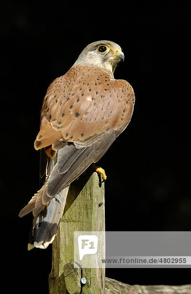 Turmfalke (Falco tinnunculus)  auf Zaunpfahl  Großbritannien  Europa