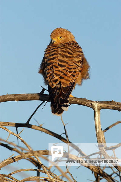 Steppenfalke (Falco rupicoloides)  Altvogel auf Ast  Etosha  Namibia  Afrika