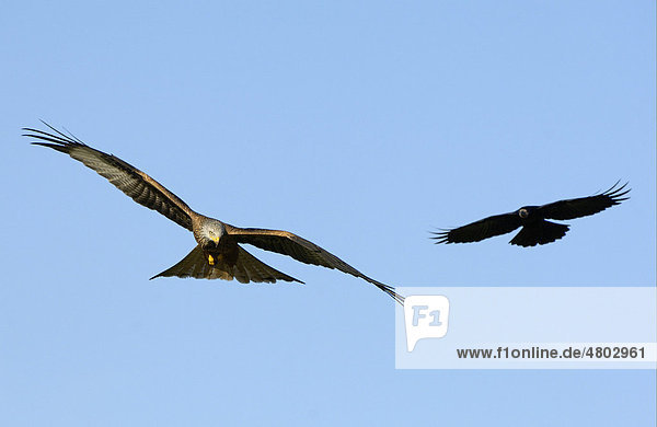 Rotmilan (Milvus milvus)  Altvogel im Flug wird von Saatkrähe (Corvus frugilegus) angegriffen  Oxfordshire  England  Großbritannien  Europa