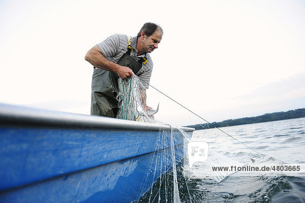 Fischer Johann Strobl fischt auf dem Starnberger See  Fünfseenland  Oberbayern  Bayern  Deutschland  Europa
