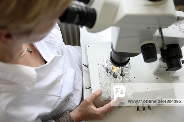 Labor  eine Mitarbeiterin untersucht die auf einer Kristallisationsplatte entstandenen Kristalle unter dem Mikroskop auf ihre Größe  Zentrum für medizinische Biotechnologie der Universität Duisburg-Essen  Nordrhein-Westfalen  Deutschland  Europa