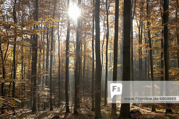 Licht im herbstlichen Buchenwald  Harz  Sachsen-Anhalt  Deutschland  Europa
